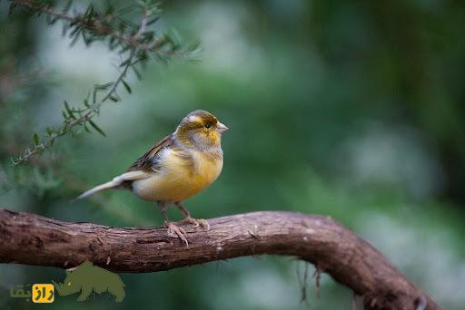 قناری تیمبرادوی اسپانیایی؛ قناری پرشور با آوازی فلزی و متنوع که به‌خاطر قدرت و تنوع صدا «نوازنده زنگ‌ها» لقب گرفته است