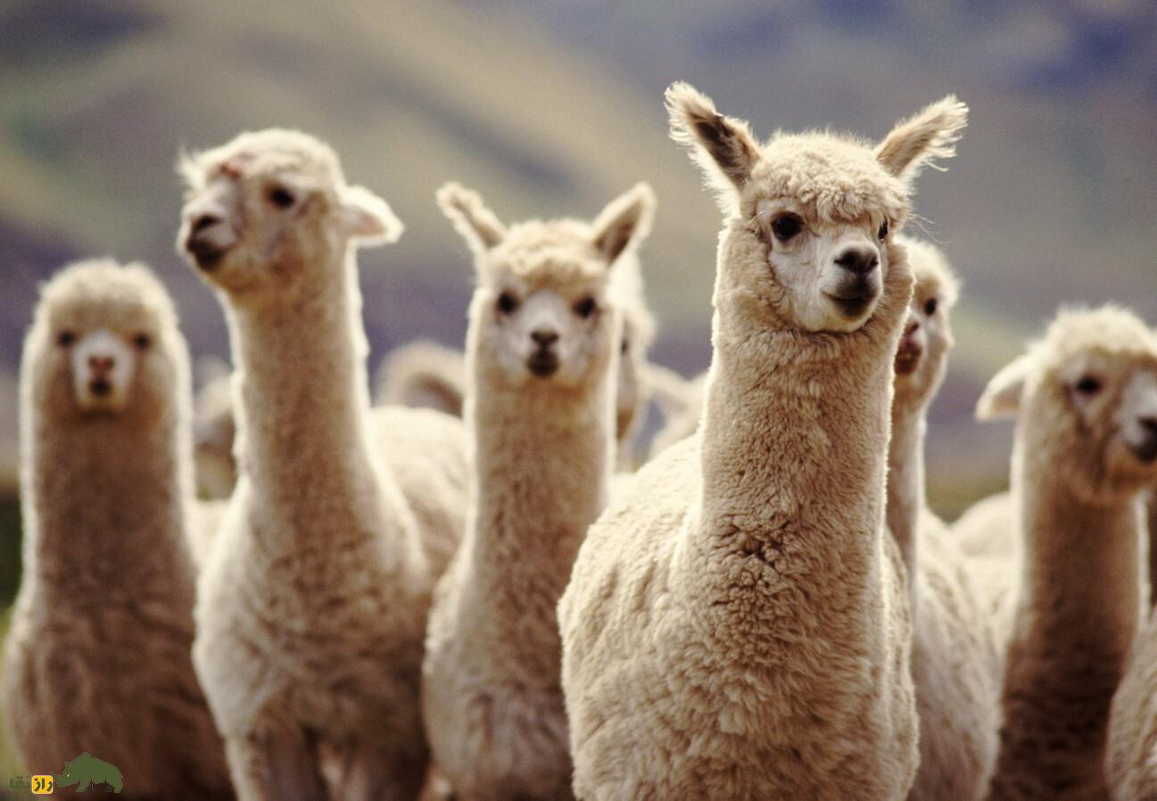 تفاوت لاما و آلپاکا این دو شتر عجیب آمریکای جنوبی چیست و آیا میشود آنها را در ایران پرورش داد؟ آلپاکا
