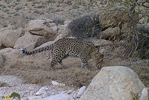 ویدئو | بازگشت پادشاه بوشهر؛ پلنگ ایرانی در تنگه شیرینه رویت شد