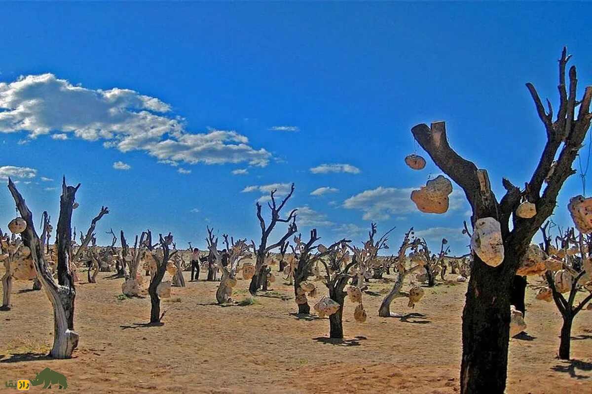 باغ سنگی سیرجان؛ ترسناک‌ترین باغ جهان که درختانش به جای میوه سنگ داده‌اند!