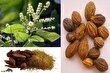 هلیله کابلی؛ گیاهی شفابخش برای درمان یبوست و تصفیه خون که به «ملکه گیاهان دارویی» مشهور است