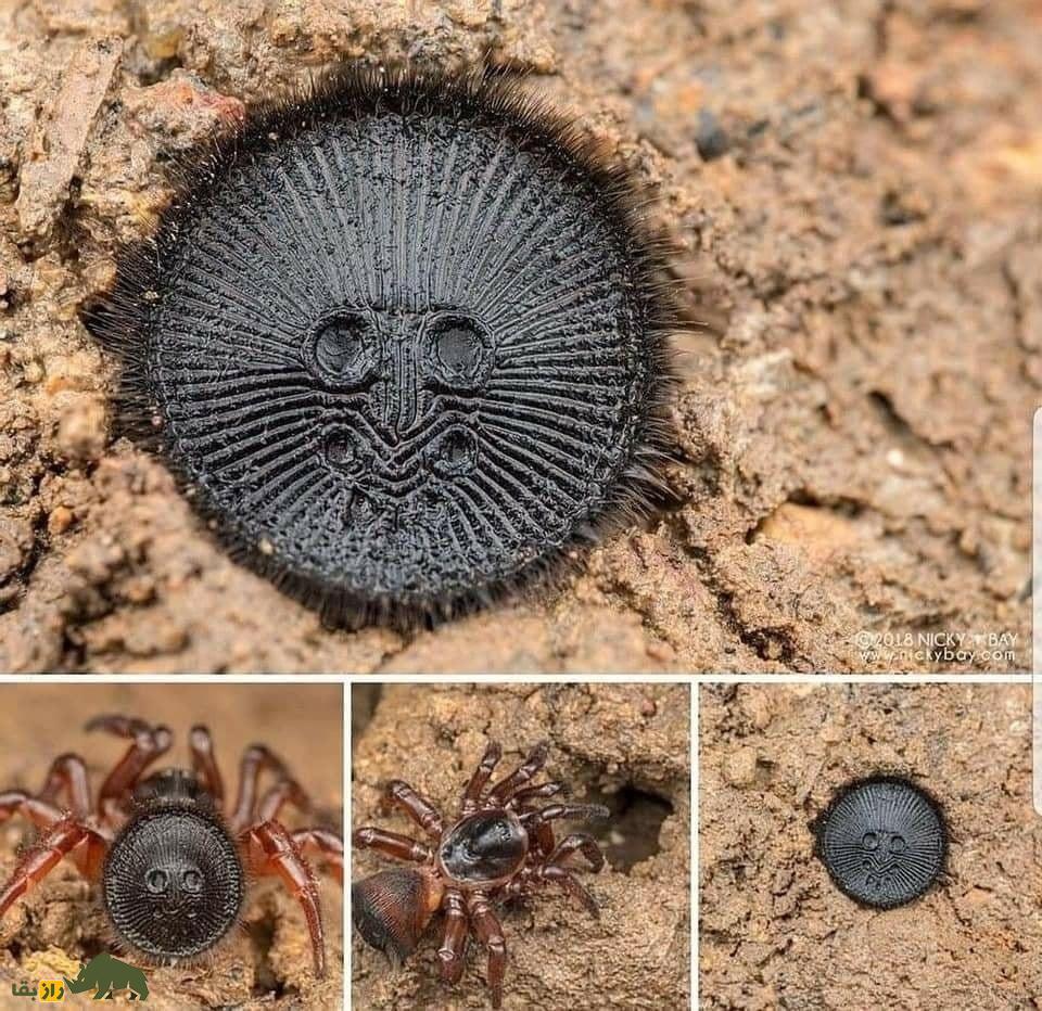 عنکبوت دکمه‌ای