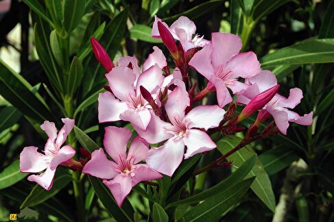 خَرزَهره؛ گیاهی بسیار زیبا و سمی که اقوام جنگجو در کرمانشاه از آن نیزه‌های زهرآلود می‌ساختند