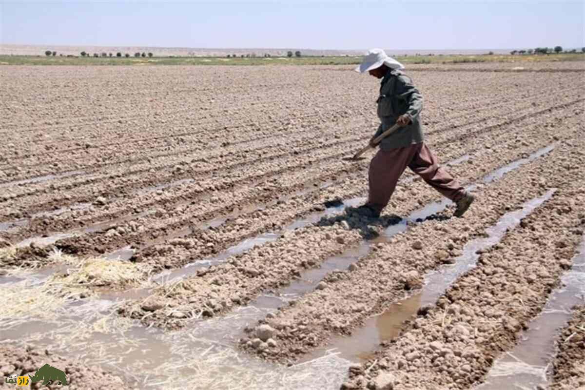 بادمجان با آب خاکستری؛ خلاقیت روستاییان که قنات نداشتند، ولی محصول داشتند بادمجان با آب خاکستری؛ خلاقیت روستاییان که قنات نداشتند، ولی محصول داشتند