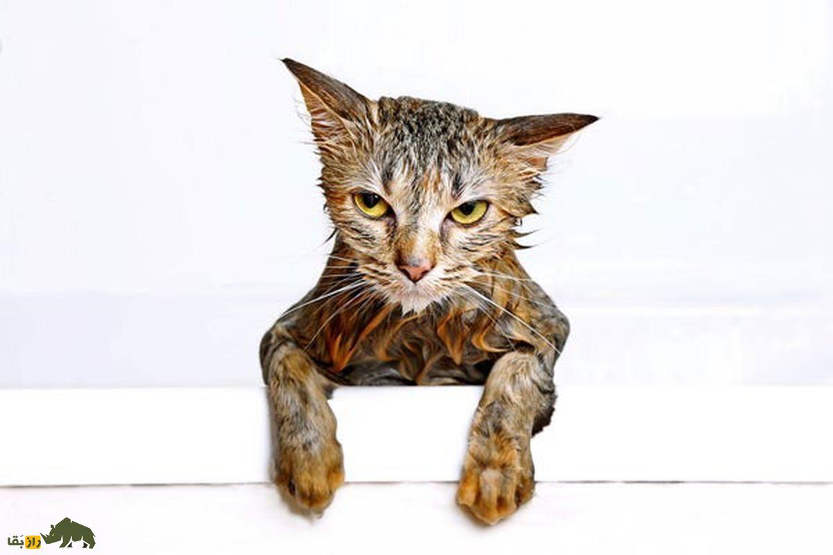 چرا گربه‌ها از آب بدشان می‌آید؟ راز یکی از بزرگ‌ترین معما‌های رفتاری گربه‌ها کشف شد