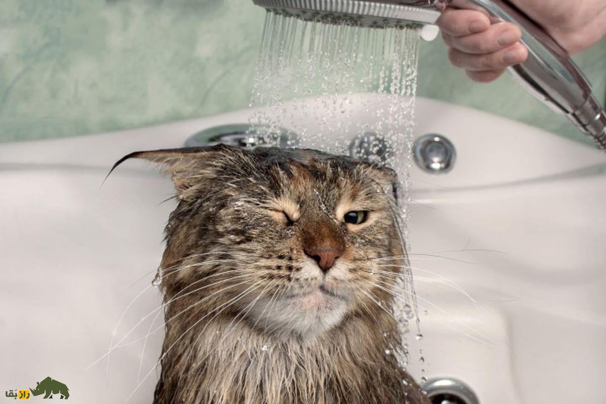 چرا گربه‌ها از آب بدشان می‌آید؟ راز یکی از بزرگ‌ترین معما‌های رفتاری گربه‌ها کشف شد