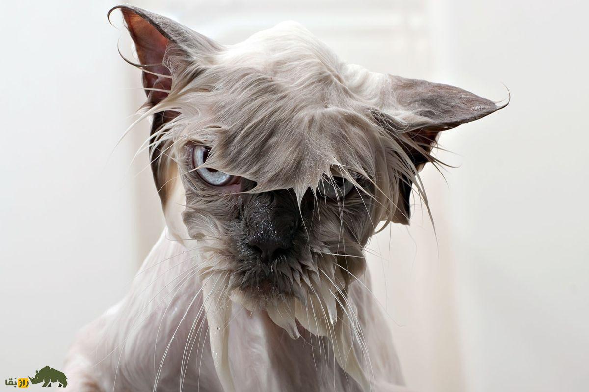 چرا گربه‌ها از آب بدشان می‌آید؟ راز یکی از بزرگ‌ترین معما‌های رفتاری گربه‌ها کشف شد