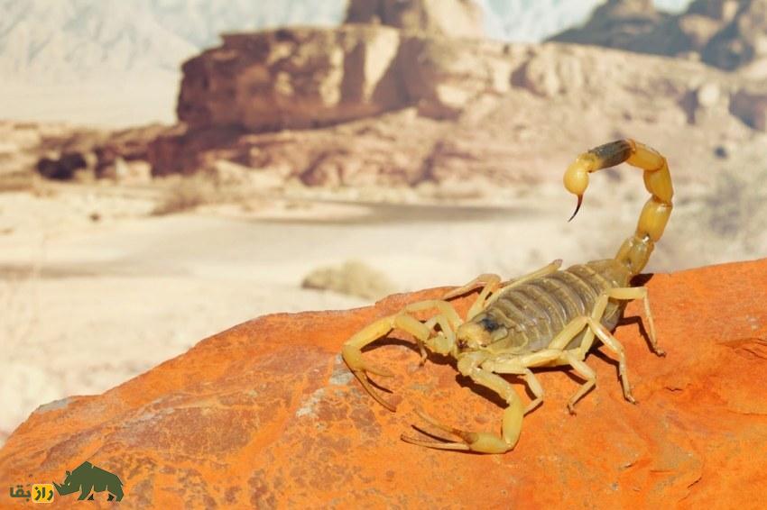 نبرد ترسناک بین عقرب دمزرد اسرائیلی و هزارپای غولپیکر آمازون؛ کدام یک برنده میشود؟ عقرب دمزرد اسرائیلی
