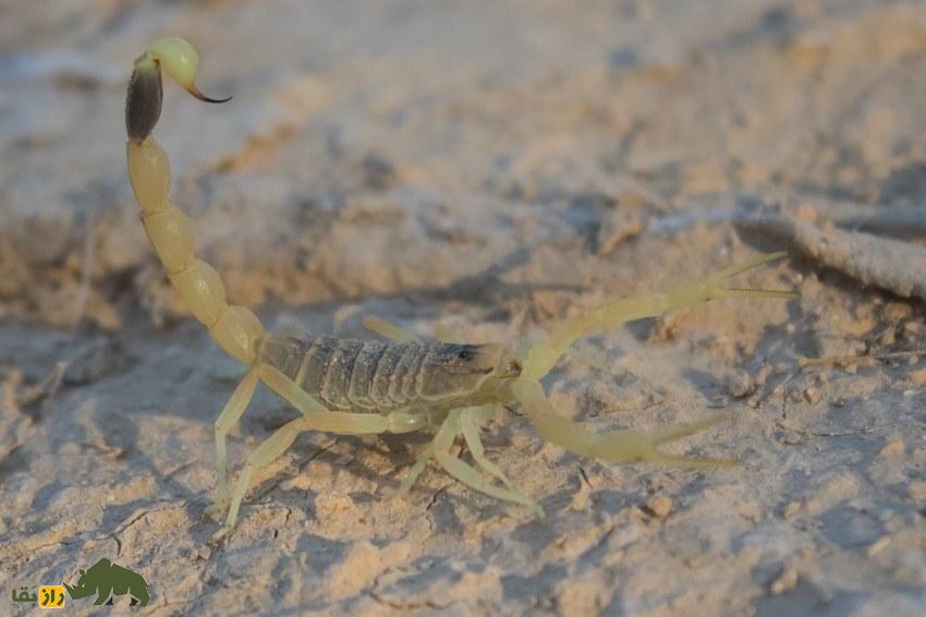 نبرد ترسناک بین عقرب دمزرد اسرائیلی و هزارپای غولپیکر آمازون؛ کدام یک برنده میشود؟ عقرب دمزرد اسرائیلی