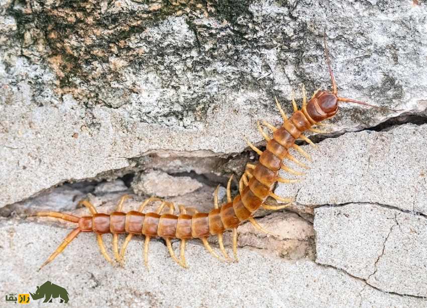 نبرد ترسناک بین عقرب دمزرد اسرائیلی و هزارپای غولپیکر آمازون؛ کدام یک برنده میشود؟ هزارپای غولپیکر آمازون