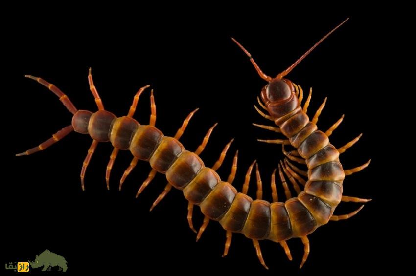 نبرد ترسناک بین عقرب دمزرد اسرائیلی و هزارپای غولپیکر آمازون؛ کدام یک برنده میشود؟ هزارپای غولپیکر آمازون