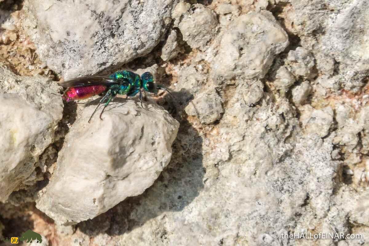 زنبور دمیاقوتی؛ جواهری درخشان، کمیاب و مرموز در دل طبیعت ایران با نقشی مفید در اکوسیستم زنبور دمیاقوتی؛ جواهری درخشان، کمیاب و مرموز در دل طبیعت ایران با نقشی مفید در اکوسیستم