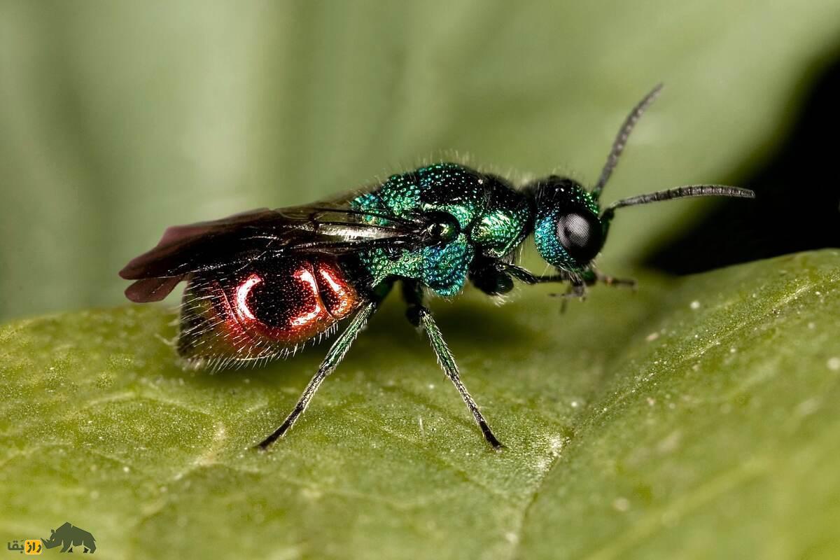 زنبور دمیاقوتی؛ جواهری درخشان، کمیاب و مرموز در دل طبیعت ایران با نقشی مفید در اکوسیستم زنبور دمیاقوتی؛ جواهری درخشان، کمیاب و مرموز در دل طبیعت ایران با نقشی مفید در اکوسیستم