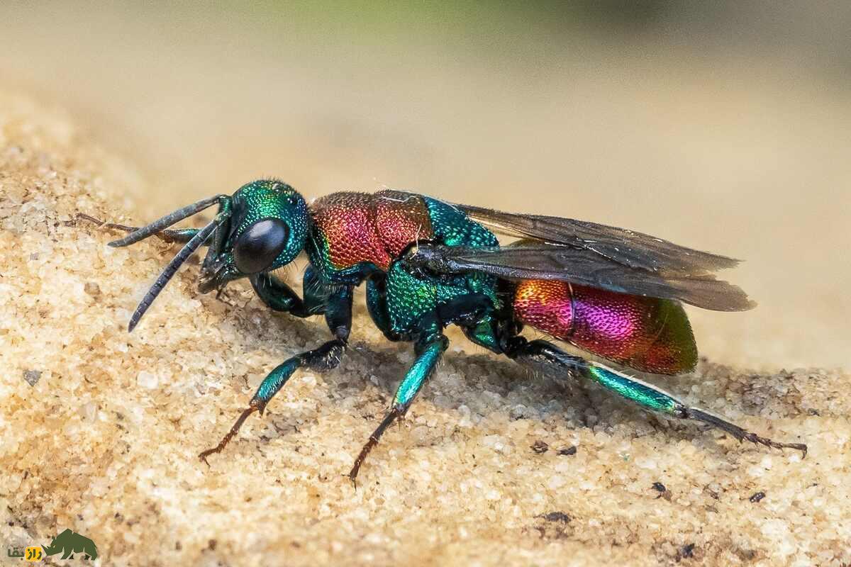 زنبور دمیاقوتی؛ جواهری درخشان، کمیاب و مرموز در دل طبیعت ایران با نقشی مفید در اکوسیستم زنبور دمیاقوتی؛ جواهری درخشان، کمیاب و مرموز در دل طبیعت ایران با نقشی مفید در اکوسیستم