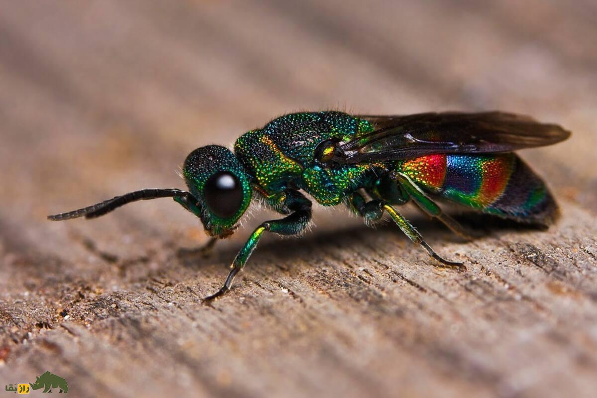 زنبور دمیاقوتی؛ جواهری درخشان، کمیاب و مرموز در دل طبیعت ایران با نقشی مفید در اکوسیستم زنبور دمیاقوتی؛ جواهری درخشان، کمیاب و مرموز در دل طبیعت ایران با نقشی مفید در اکوسیستم