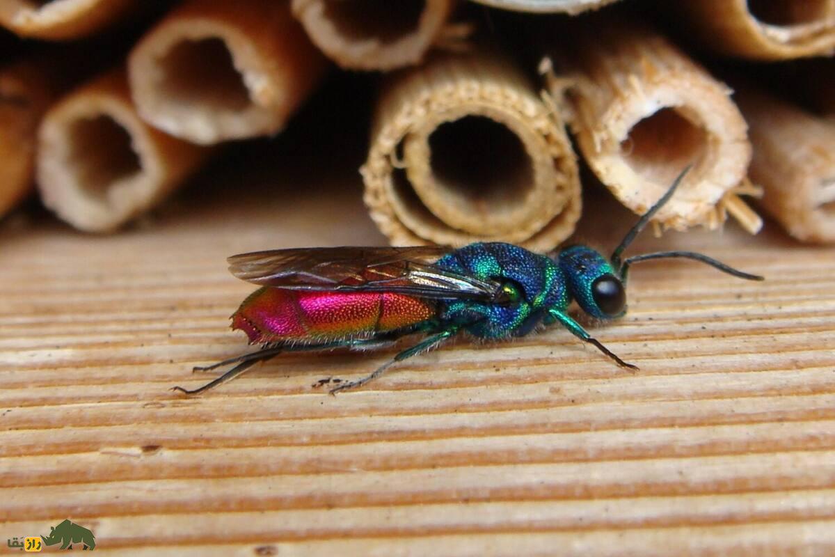 زنبور دمیاقوتی؛ جواهری درخشان، کمیاب و مرموز در دل طبیعت ایران با نقشی مفید در اکوسیستم زنبور دمیاقوتی؛ جواهری درخشان، کمیاب و مرموز در دل طبیعت ایران با نقشی مفید در اکوسیستم