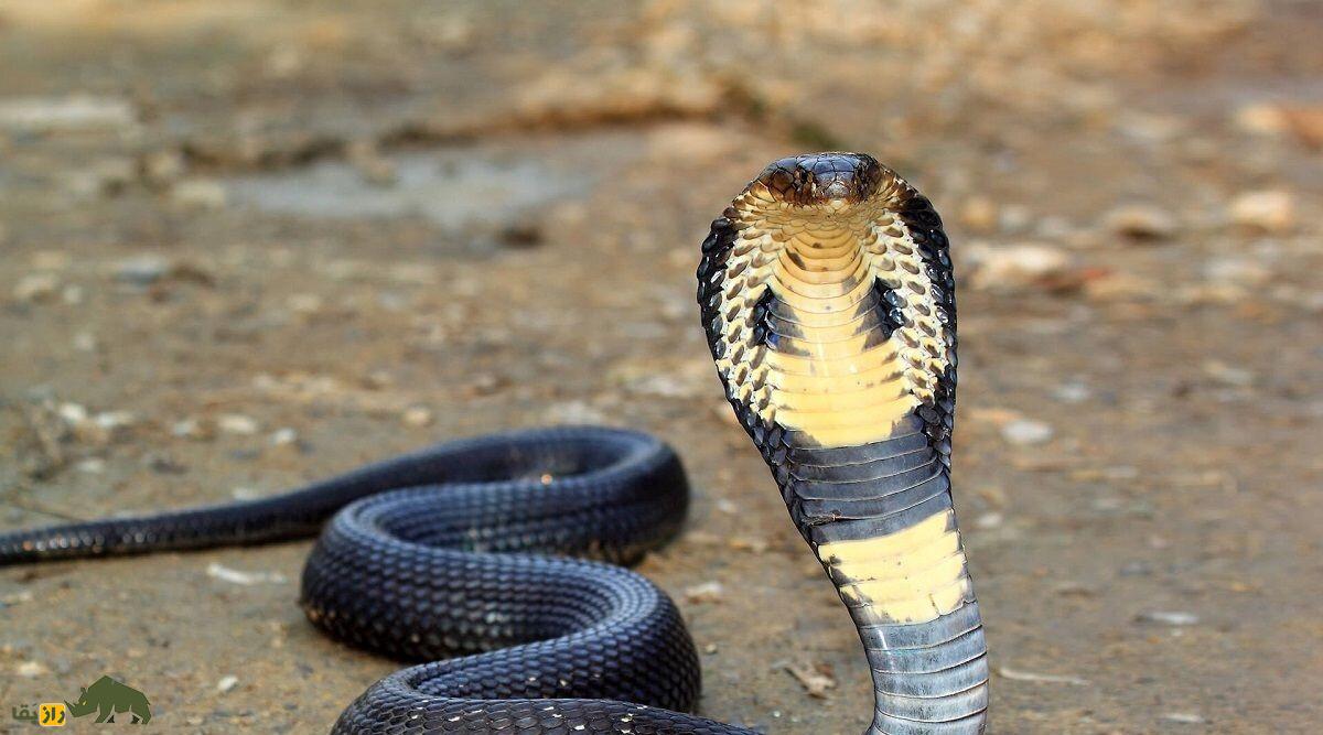 مبارزه مرگبار مار کبری و خارپشت؛ کدام حیوان پیروز نبرد خواهد بود مار کبری