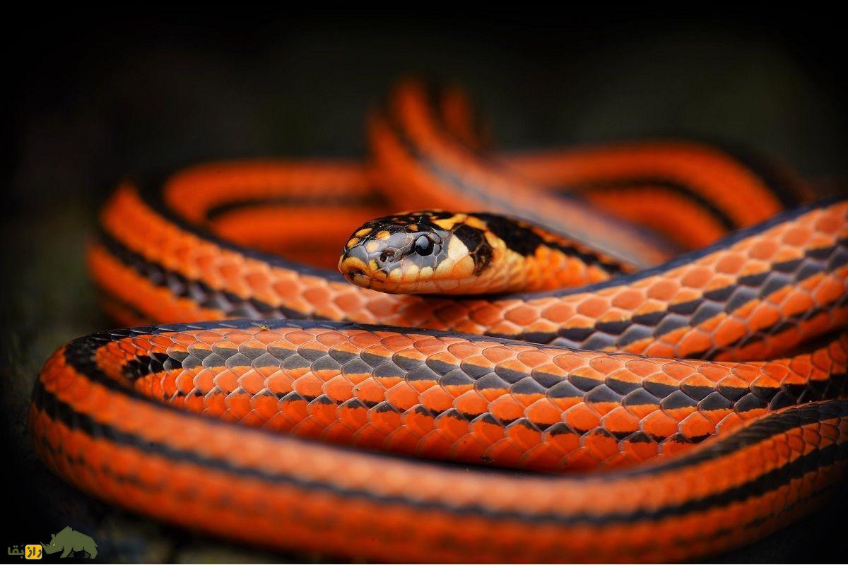 مبارزه مرگبار مار کبری و خارپشت؛ کدام حیوان پیروز نبرد خواهد بود مار کبری