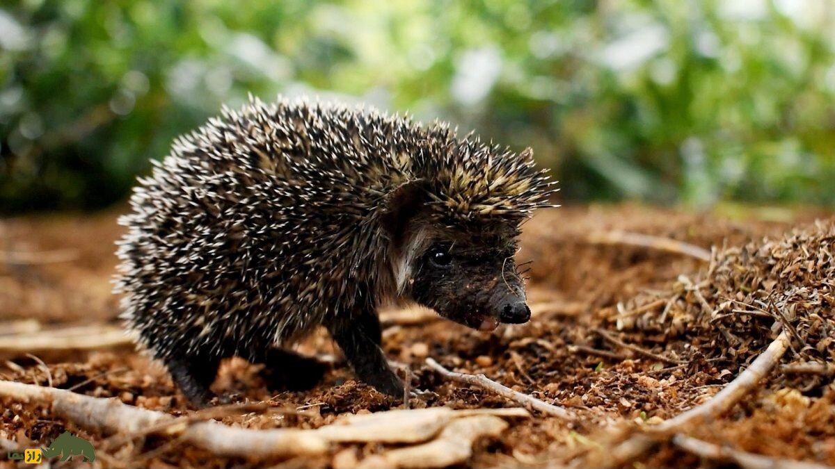 مبارزه مرگبار مار کبری و خارپشت؛ کدام حیوان پیروز نبرد خواهد بود خارپشت