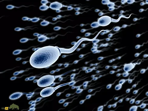 فیلمی دیدنی از لحظه فعال شدن تخمک توسط اسپرم؛ زندگی با یک جرقه نور آغاز می‌شود!