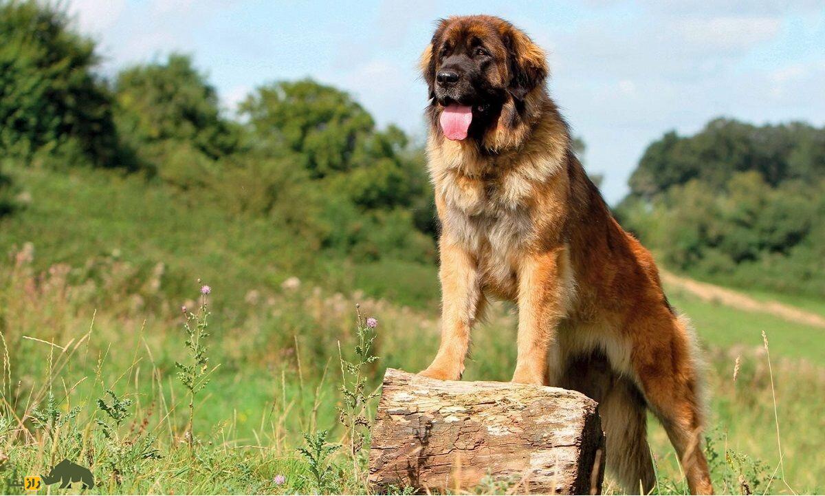 سگ لئونبرگر