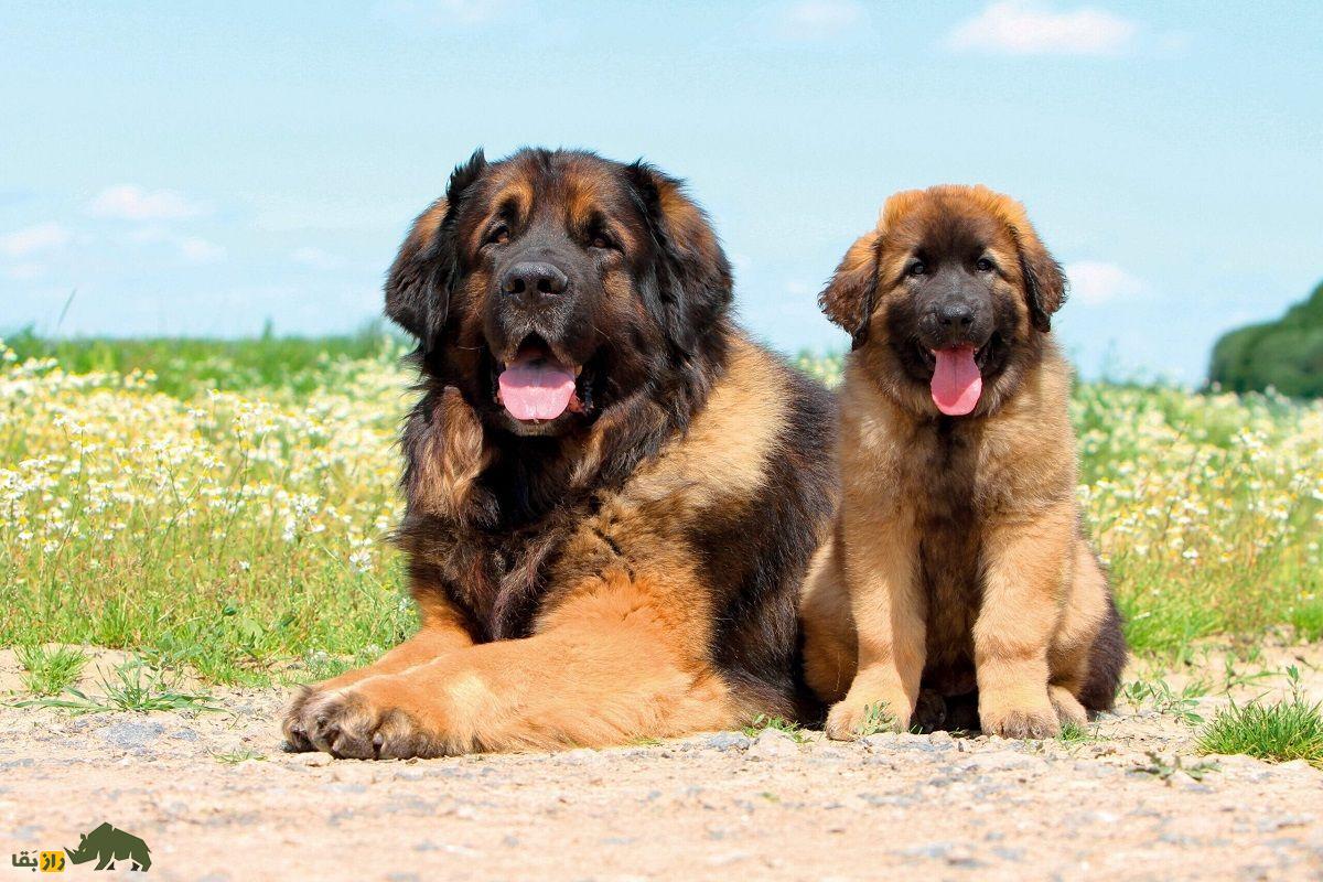 سگ لئونبرگر