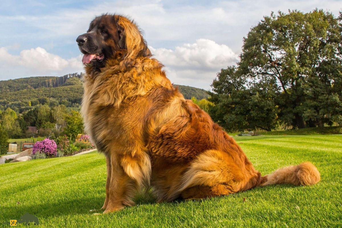 سگ لئونبرگر