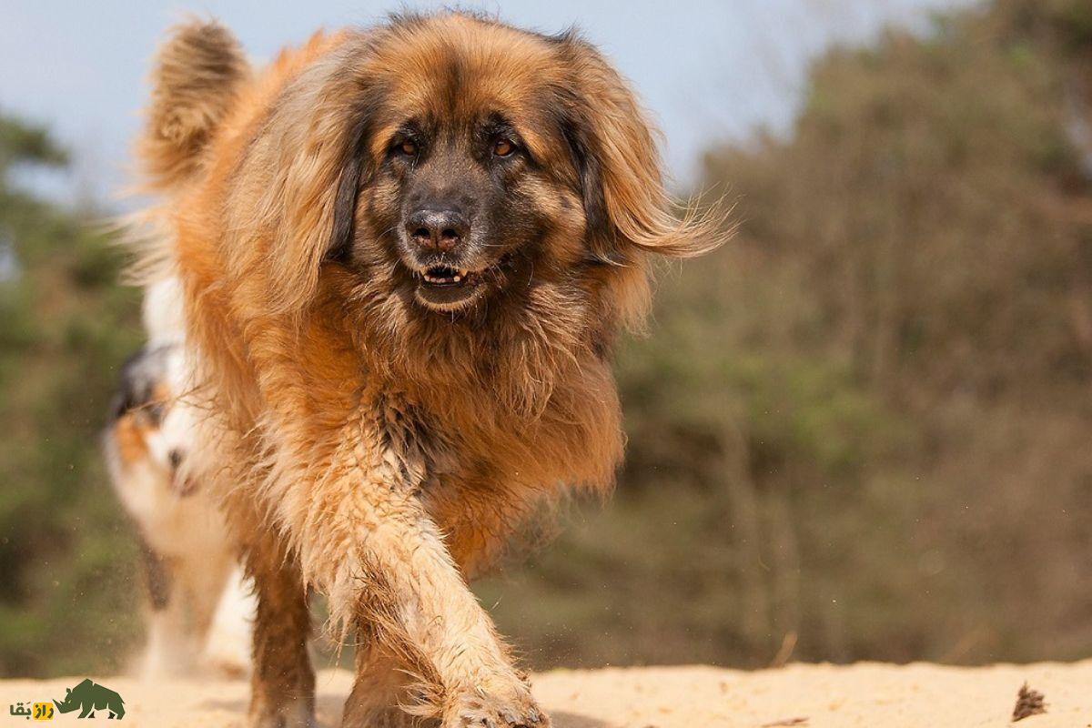 سگ لئونبرگر