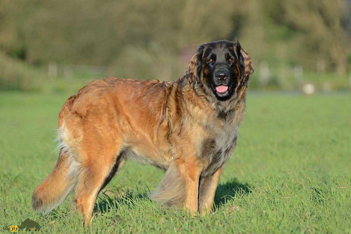 سگ لئونبرگر