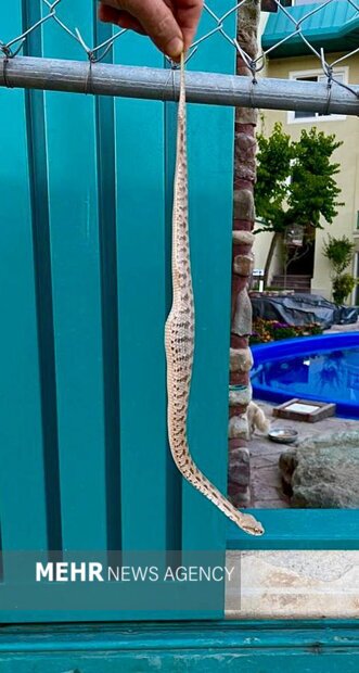 هجوم مارهای سمی به لواسانات؛ چرا پادزهر در دسترس نیست؟ هجوم مارهای سمی به لواسانات؛ چرا پادزهر در دسترس نیست؟