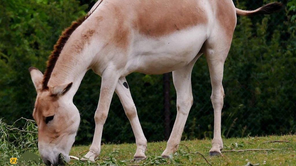 همهچیز درباره گورخر ایرانی | جانوری باشکوه که با یک اشتباه تاریخی تا مرز نابودی رفت همهچیز درباره گورخر ایرانی | جانوری باشکوه که با یک اشتباه تاریخی تا مرز نابودی رفت