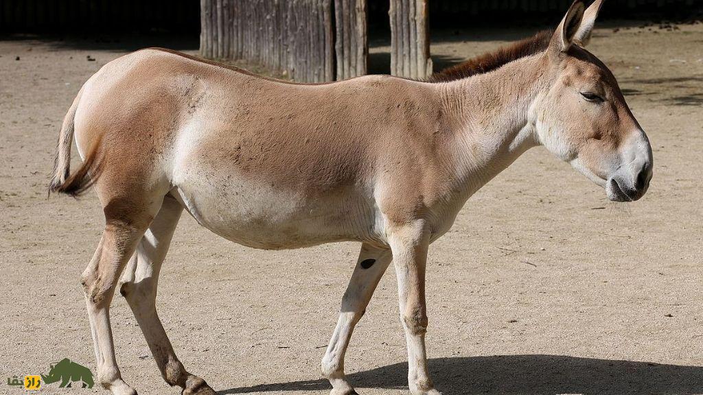 همهچیز درباره گورخر ایرانی | جانوری باشکوه که با یک اشتباه تاریخی تا مرز نابودی رفت همهچیز درباره گورخر ایرانی | جانوری باشکوه که با یک اشتباه تاریخی تا مرز نابودی رفت