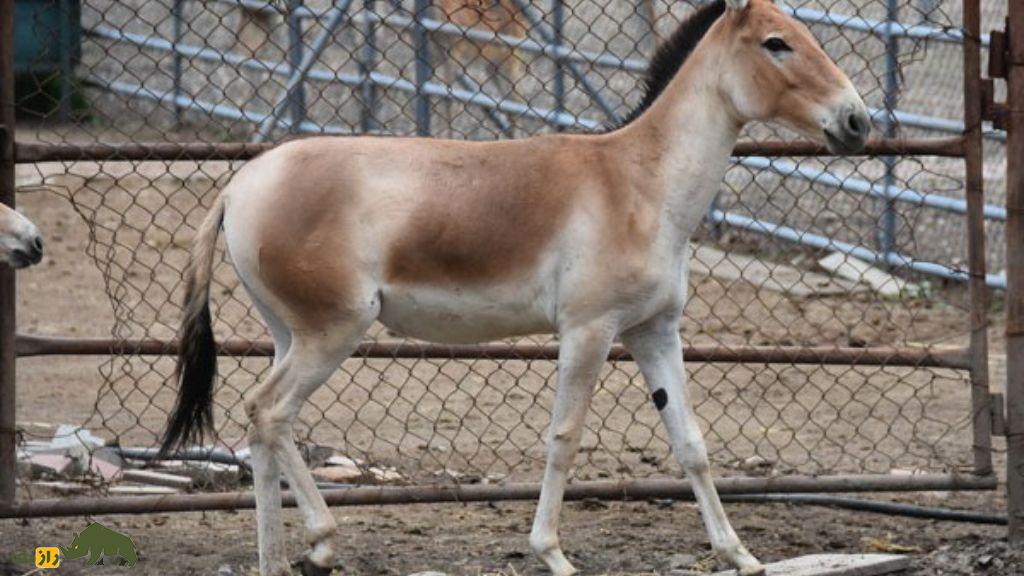 همهچیز درباره گورخر ایرانی | جانوری باشکوه که با یک اشتباه تاریخی تا مرز نابودی رفت همهچیز درباره گورخر ایرانی | جانوری باشکوه که با یک اشتباه تاریخی تا مرز نابودی رفت