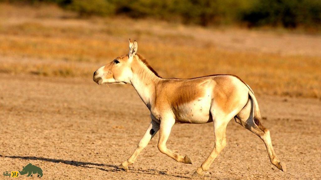 همهچیز درباره گورخر ایرانی | جانوری باشکوه که با یک اشتباه تاریخی تا مرز نابودی رفت همهچیز درباره گورخر ایرانی | جانوری باشکوه که با یک اشتباه تاریخی تا مرز نابودی رفت