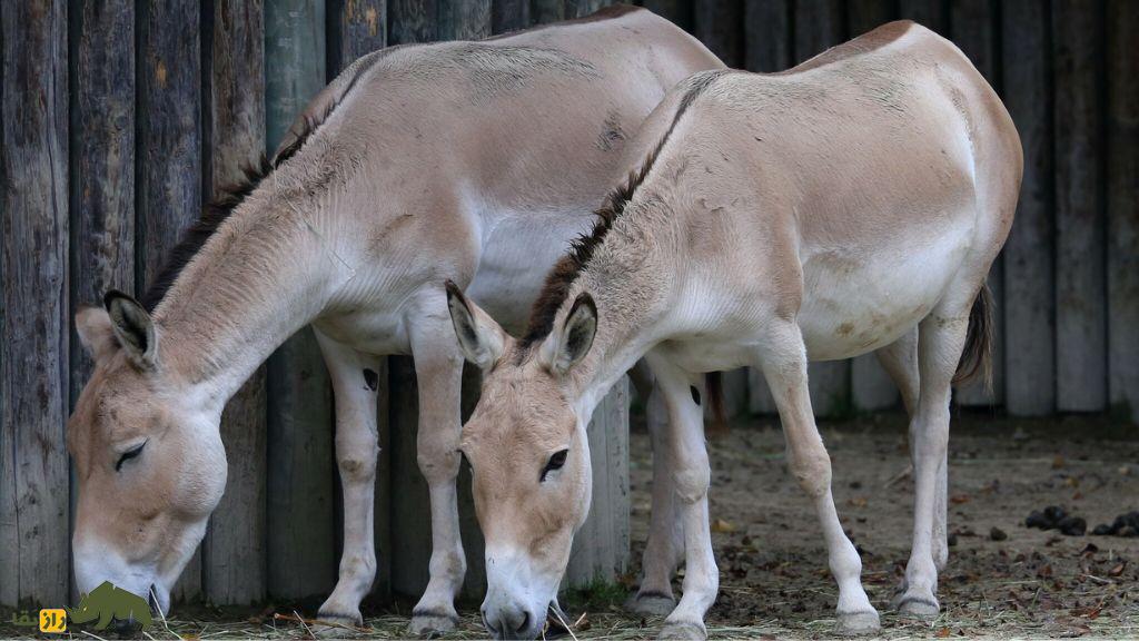 همهچیز درباره گورخر ایرانی | جانوری باشکوه که با یک اشتباه تاریخی تا مرز نابودی رفت همهچیز درباره گورخر ایرانی | جانوری باشکوه که با یک اشتباه تاریخی تا مرز نابودی رفت
