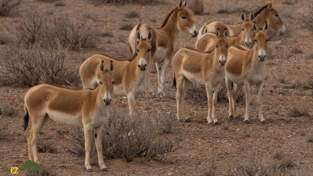 همهچیز درباره گورخر ایرانی | جانوری باشکوه که با یک اشتباه تاریخی تا مرز نابودی رفت همهچیز درباره گورخر ایرانی | جانوری باشکوه که با یک اشتباه تاریخی تا مرز نابودی رفت