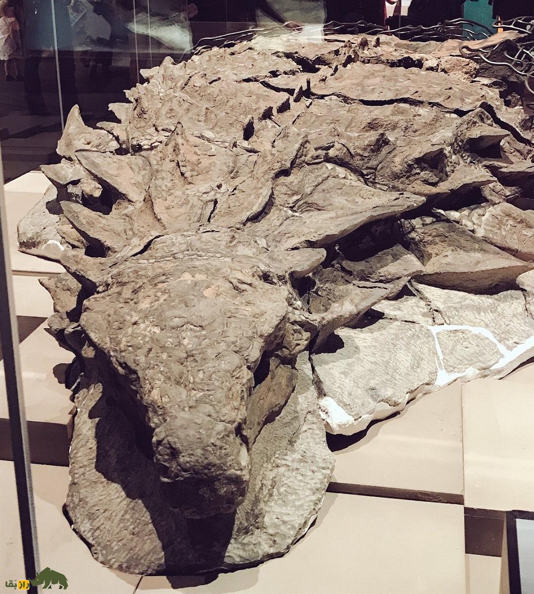 بورِئالوپلتا؛ کاملترین و سالمترین فسیل دایناسور کشف شده که متعلق به ۱۱۰ میلیون سال پیش است بورِئالوپلتا