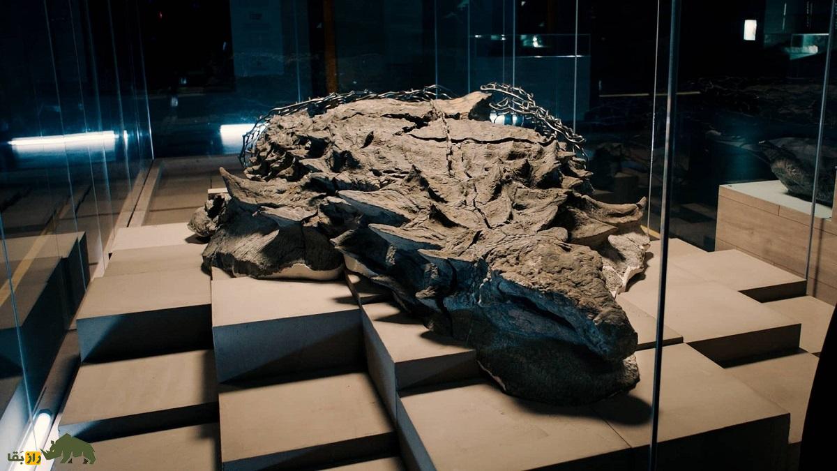 بورِئالوپلتا؛ کاملترین و سالمترین فسیل دایناسور کشف شده که متعلق به ۱۱۰ میلیون سال پیش است بورِئالوپلتا