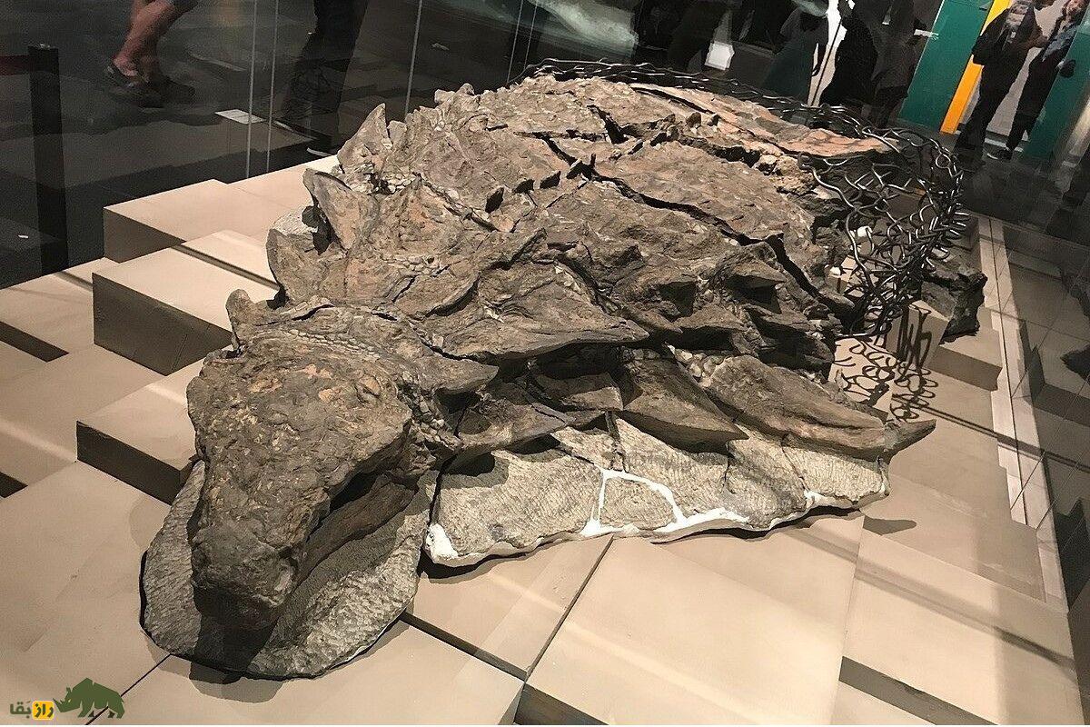 بورِئالوپلتا؛ کاملترین و سالمترین فسیل دایناسور کشف شده که متعلق به ۱۱۰ میلیون سال پیش است بورِئالوپلتا