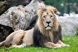 هیرمان؛ آخرین شیر ایرانی در باغ‌وحش ارم جان داد و نژاد شیر ایرانی برای همیشه منقرض شد