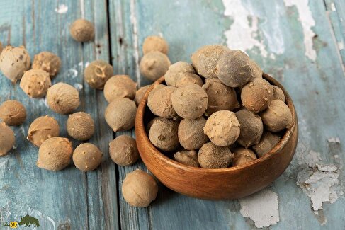 دار مازو؛ نوعی بلوط مخصوص کرمانشاه و لرستان که اسهال را درمان می‌کند و بواسیر را تسکین می‌دهد