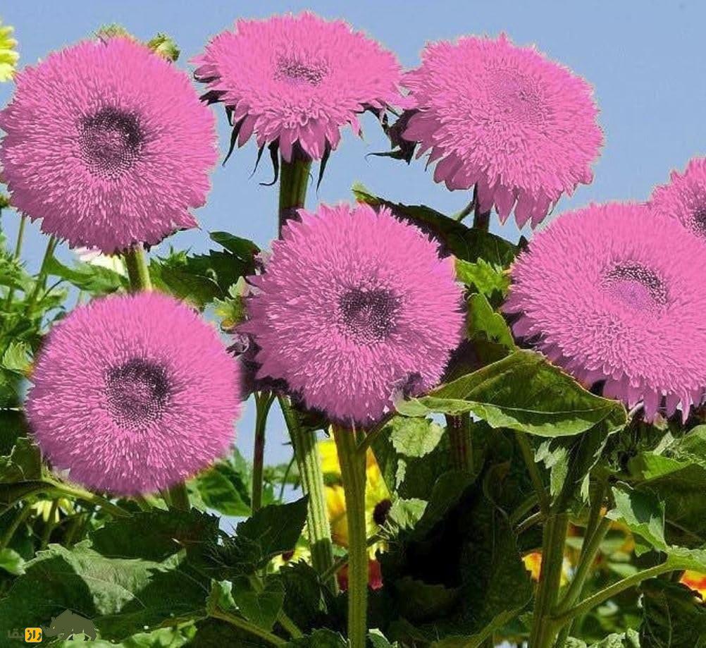 گل آفتابگردان خرسی یا خرس پشمالو؛ گل معروف به «آفتابگردان پاکوتاه» که گلبرگهای خوراکیاند گل آفتابگردان خرسی یا خرس پشمالو