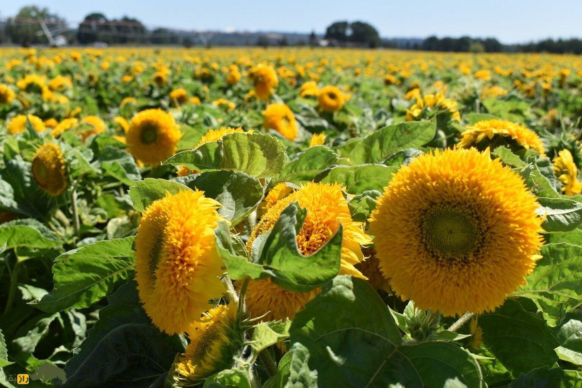 گل آفتابگردان خرسی یا خرس پشمالو؛ گل معروف به «آفتابگردان پاکوتاه» که گلبرگهای خوراکیاند گل آفتابگردان خرسی یا خرس پشمالو