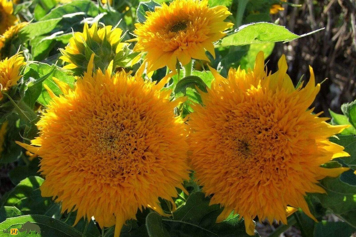 گل آفتابگردان خرسی یا خرس پشمالو؛ گل معروف به «آفتابگردان پاکوتاه» که گلبرگهای خوراکیاند گل آفتابگردان خرسی یا خرس پشمالو