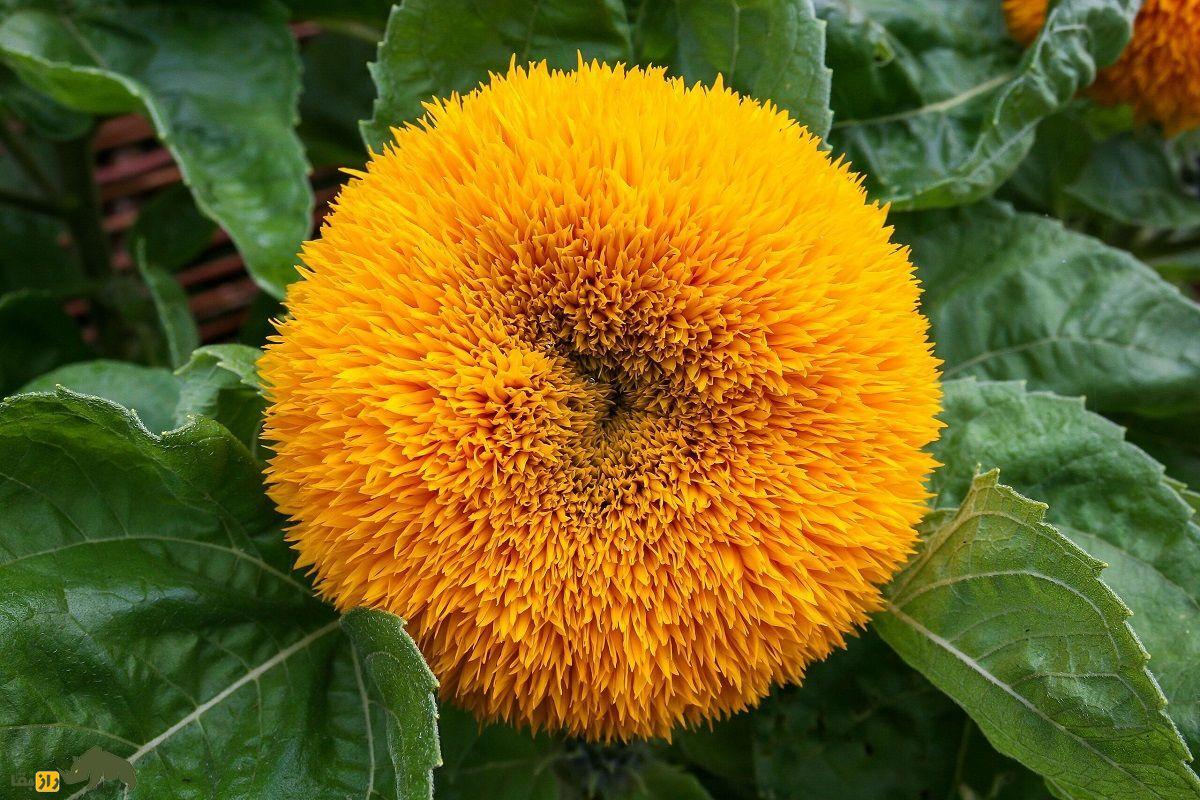 گل آفتابگردان خرسی یا خرس پشمالو؛ گل معروف به «آفتابگردان پاکوتاه» که گلبرگهای خوراکیاند گل آفتابگردان خرسی یا خرس پشمالو