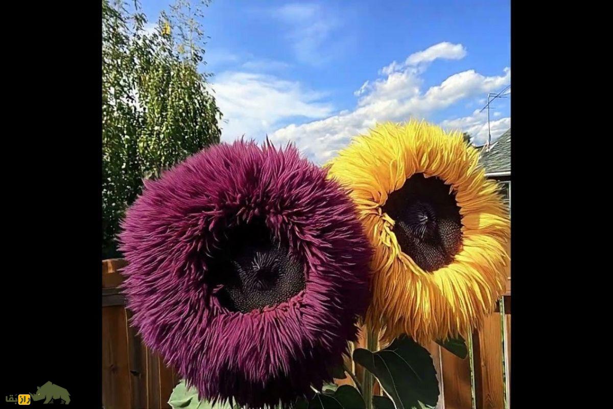 گل آفتابگردان خرسی یا خرس پشمالو؛ گل معروف به «آفتابگردان پاکوتاه» که گلبرگهای خوراکیاند گل آفتابگردان خرسی یا خرس پشمالو