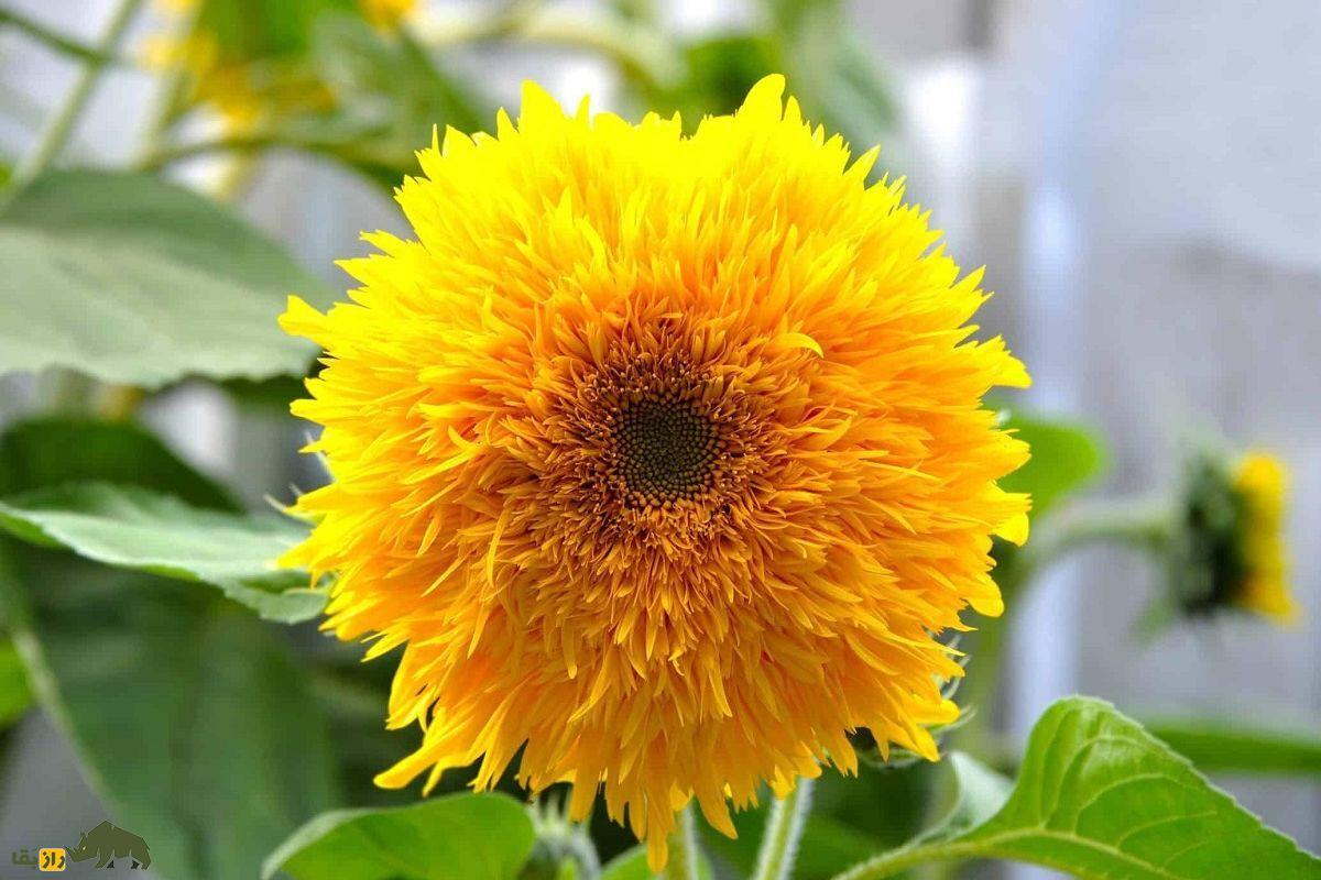 گل آفتابگردان خرسی یا خرس پشمالو؛ گل معروف به «آفتابگردان پاکوتاه» که گلبرگهای خوراکیاند گل آفتابگردان خرسی یا خرس پشمالو