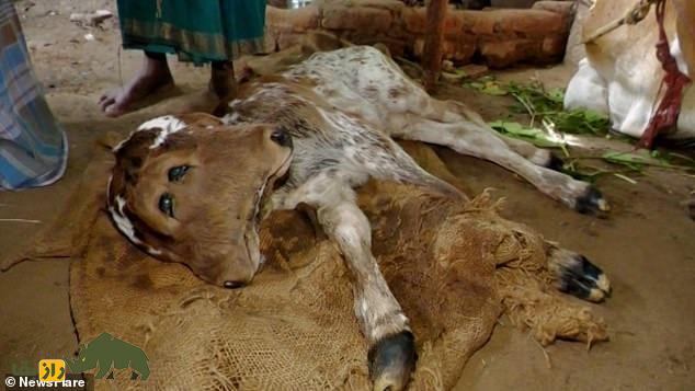 گوساله دو سر