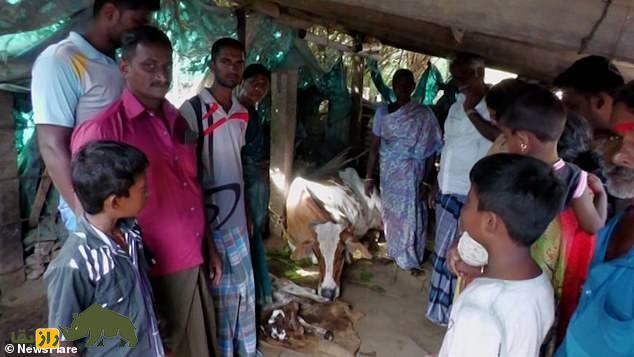 گوساله دو سر