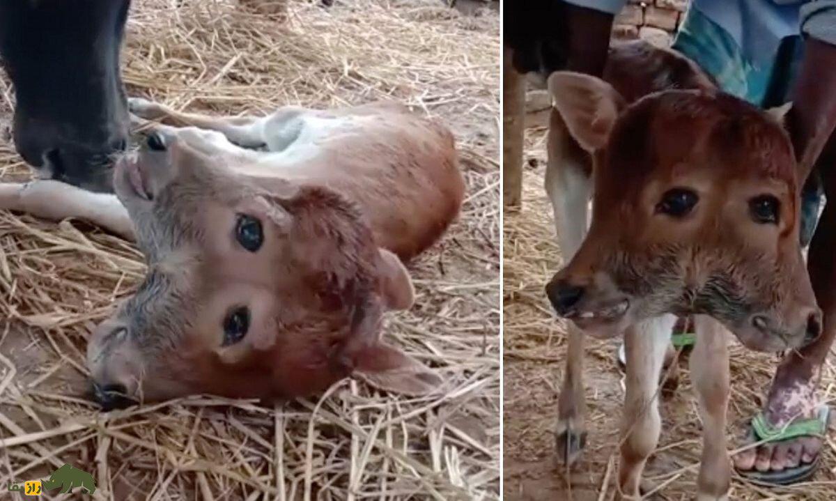 گوساله دو سر